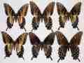 Papilio glaucus female (intergrade dark form collection) (Internet Image property of respective owner, non-commercial use only)